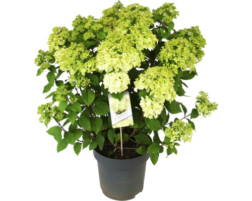 Hortensia paniculé Pandora en pot