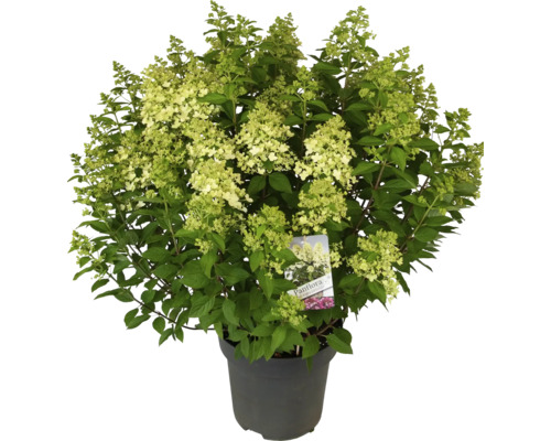 Hortensia paniculé en pot