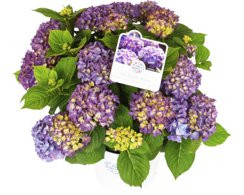 Hortensia DIVA FIORE® Hydrangea macrophylla 'DIVA FIORE®' Co 14 L à floraison fréquente, assorti