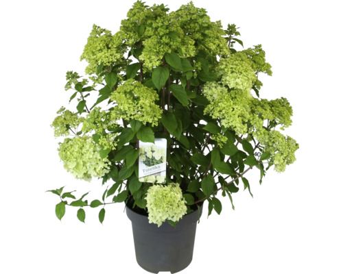 Hortensia paniculé ''Panenka'' en pot