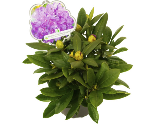 Rhododendron Bohiken''s Lupinenberg Laguna im Topf