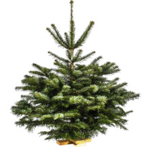 Nordmanntanne im Topf für den Innenbereich