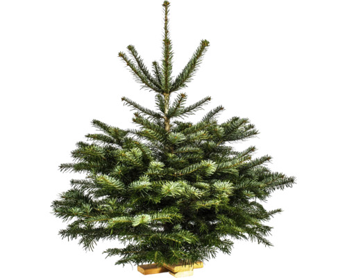 Sapin Nordmann sur croix en bois h 150-175 cm, sapin de Noël coupé issu d'une production durable Sapin Nordmann sur croix en bois h 150-175 cm, sapin de Noël coupé issu d'une production durable