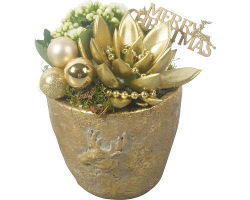 Arrangement de plantes d'intérieur FloraSelf pot Ø 15 cm doré