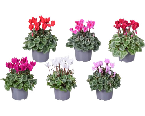 Zimmer-Alpenveilchen Mix Silberblatt FloraSelf Cyclamen H 20-25 cm Ø 10,5 cm Topf