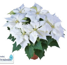 Poinsettia avec bractées blanches en pot