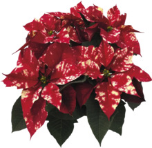 Weihnachtsstern mit roten und weißen Blättern