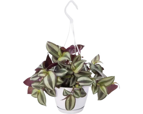 Juif errant suspension FloraSelf Tradescantia zebrina 'Violet Hill' hauteur avec pot env. 17 cm pot Ø 12 cm