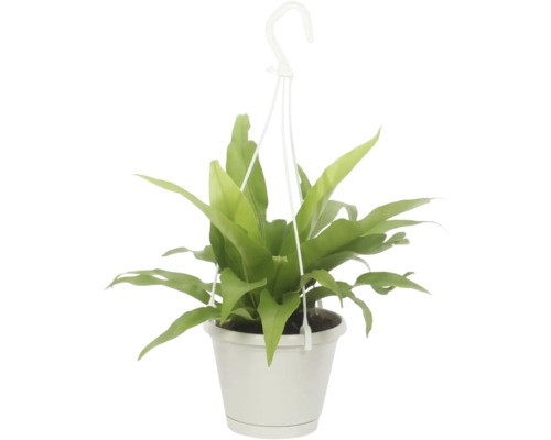 Fougère suspension FloraSelf Asplenium antiquum pot Ø 12 cm