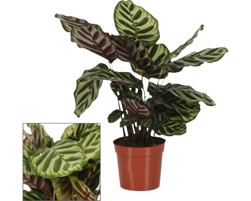 Calathea 'Makoyana' FloraSelf h env. 50 cm pot Ø 14 cm Calathea 'Makoyana' FloraSelf h env. 50 cm pot Ø 14 cm