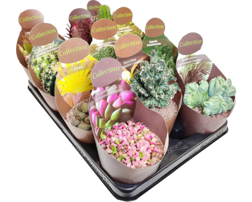 Kakteen Mix Collection FloraSelf Ø 10,5 cm Topf zufällige Sortenauswahl