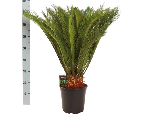 Cycas du Japon, Sagou FloraSelf Cycas revoluta h env. 90 cm pot Ø 24 cm