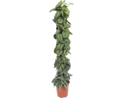 Scindapsus moucheté tuteur en mousse FloraSelf Scindapsus Trebie h env. 150 cm pot Ø 27 cm