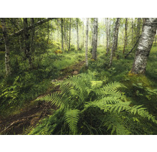 Leinwandbild Mystic Birch Grove 40x30 cm