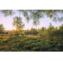 Landschaft mit Bäumen und Heidefläche im Sonnenlicht