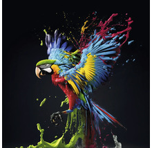 Tableau en verre Colorful Ara 30x30 cm