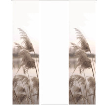 Roseaux dans le vent