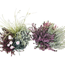Plantes d''automne avec bruyère et graminées ornementales