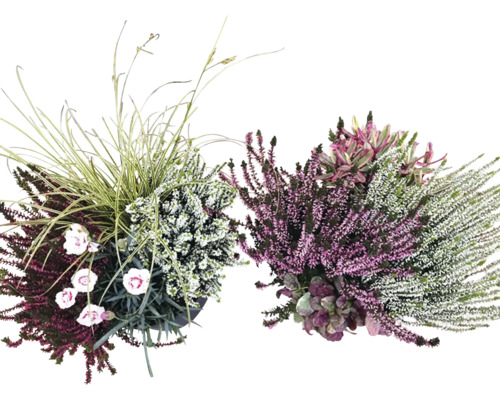 Mélange de bruyères FloraSelf Heidekaiser pot/coupe Ø 23 cm 4 plantes par pot assorties Mélange de bruyères FloraSelf Heidekaiser pot/coupe Ø 23 cm 4 plantes par pot assorties