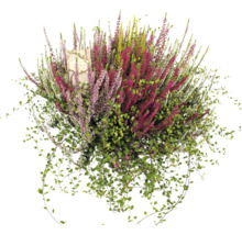 Callune fleurie avec des feuilles vertes