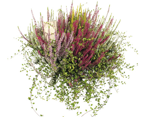 Callune fleurie avec des feuilles vertes