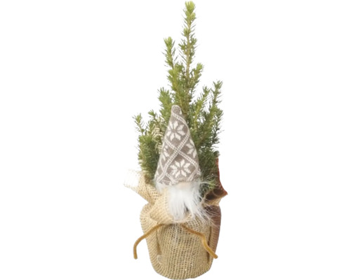 Épicéa blanc conique 'Conica' lutin sac en jute FloraSelf h 30-35 cm p 9 cm différentes couleurs Épicéa blanc conique 'Conica' lutin sac en jute FloraSelf h 30-35 cm p 9 cm différentes couleurs