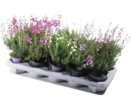 Assortiment d''Erica en barquette avec différentes couleurs de fleurs