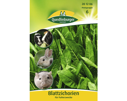 Salade de chicorée ' Cichorium intybus var. foliosum ' Semences de fleurs Quedlinburger