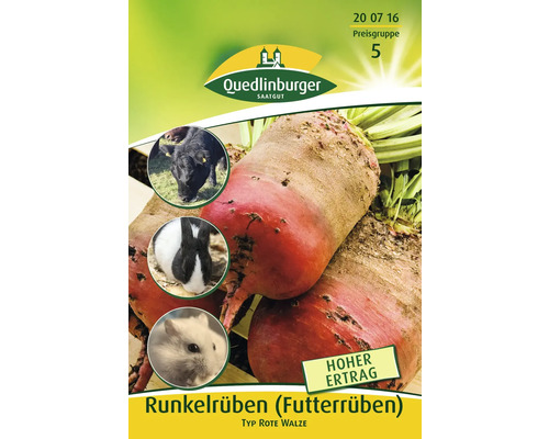Betterave ' Beta vulgaris L. ' Engrais vert Quedlinburger