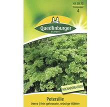 Petersilie ' Petroselinum crispum ' Quedlinburger Kräutersamen