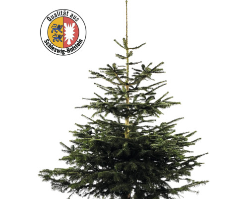 Sapin Nordmann Schleswig-Holstein h 150-200 cm, sapin de Noël coupé issu de production durable et régionale