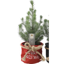 Silberzypresse im Topf mit Weihnachtsdekoration