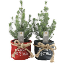 Zwei kleine Zimmerzypressen in Dekotöpfen mit der Aufschrift Merry Christmas.