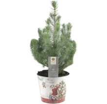Silberkiefer im Topf mit Weihnachtsmotiv