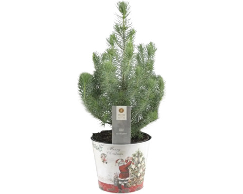 Pin 'Silver Crest' dans zinc Père Noël FloraSelf h 45-50 cm p 17 cm