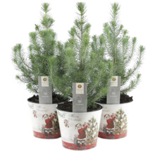 Drei Zimmerzypressen ''Silver Crest'' in dekorativen Übertöpfen mit Weihnachtsmotiv
