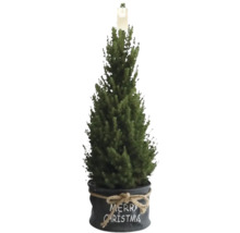 Weihnachtsbaum im Topf mit Aufschrift Frohe Weihnachten