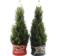 Zwei Miniaturweihnachtsbäume in dekorativen Töpfen mit der Aufschrift Frohe Weihnachten