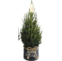 Weihnachtsbaum im Topf mit Merry Christmas Schriftzug