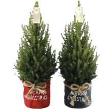 Zwei Mini-Weihnachtsbäume in einem roten und einem grauen Stofftopf mit der Aufschrift Frohe Weihnachten.