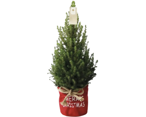 Épicéa blanc conique en bag duo FloraSelf h 60-70 cm p 17 cm Épicéa blanc conique en bag duo FloraSelf h 60-70 cm p 17 cm