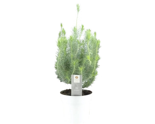 Pin 'Silver Crest' FloraSelf h 45-50 cm p 17 cm pot en couleur