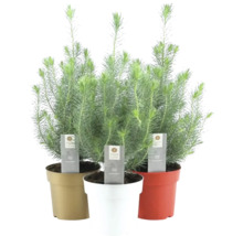 Drei Topfpflanzen Silver Forest im Topf