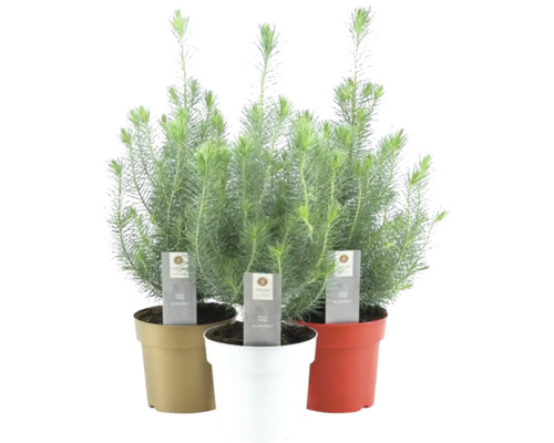 Pin 'Silver Crest' FloraSelf h 45-50 cm p 17 cm pot en couleur