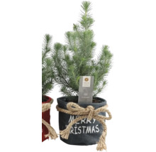 Silbertanne im Topf mit der Aufschrift Frohe Weihnachten und Juteseil