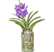 Vanda orchidée dans un vase en verre