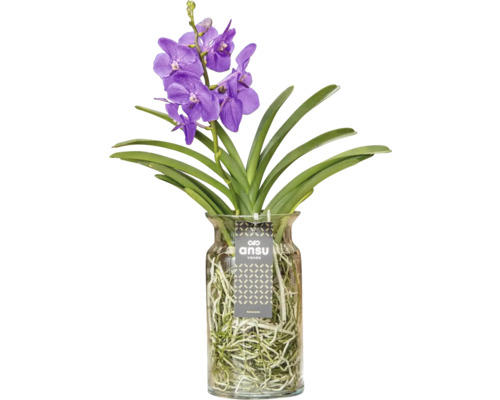 Vanda orchidée dans un vase en verre