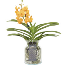 Orchidée Vanda orange dans un vase en verre