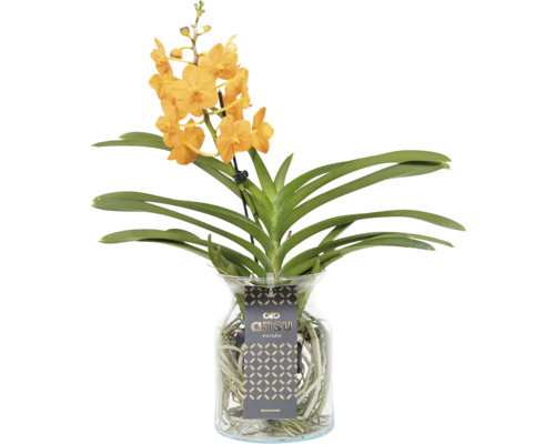 Orchidée vanda dans un verre FloraSelf Vanda coerulea à petites fleurs