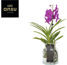 Orchidée Vanda dans un vase en verre